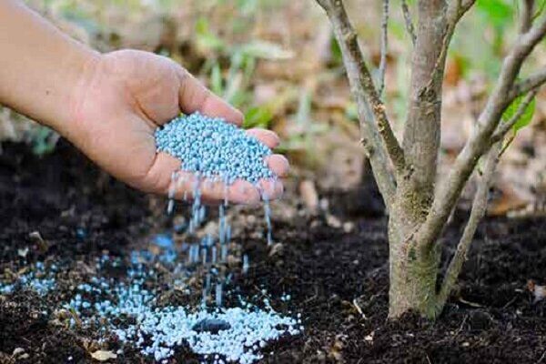 توزیع 4622 تن انواع کود شیمیایی یارانه دار در شهرستان های خوی و چایپاره