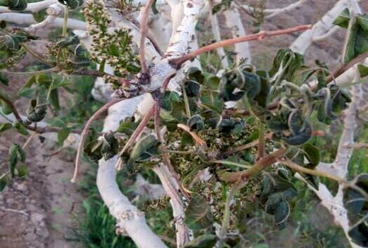 خسارت ۳۷۰۰ میلیارد تومانی به بخش کشاورزی شهرستان خاتم