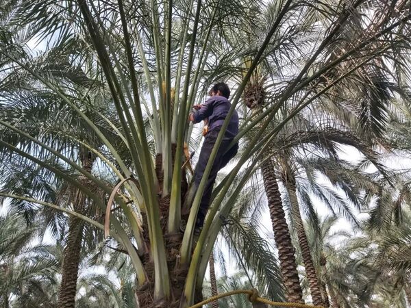 گرده افشانی نخیلات در فارس پایان یافت 