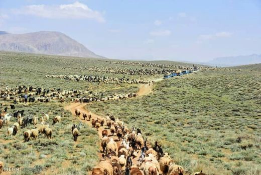33هزار واحد دامی مستقر در مراتع سیاهکوه ورامین  از 10خرداد به بعد راهی مراتع ییلاقی می شوند