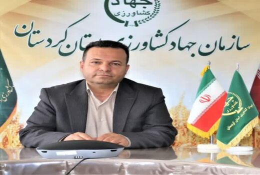 زمزمه‌های خرید تضمینی بیش از یک میلیون تن گندم در کردستان
