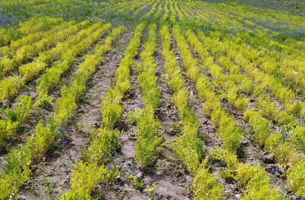 استان آذربایجان شرقی رتبه نخست تولید عدس در کشور