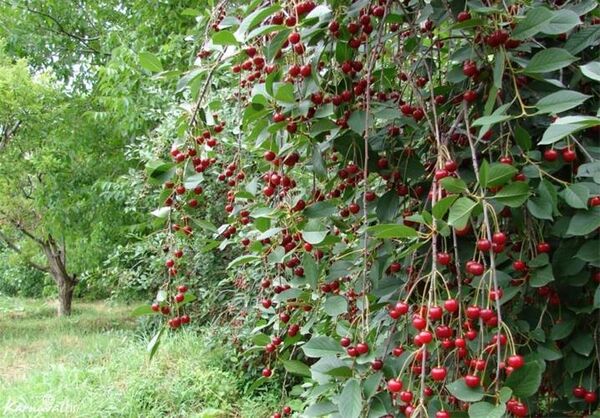 برداشت بیش از 15 هزار تن آلبالو از باغ‌های آذربایجان‌غربی