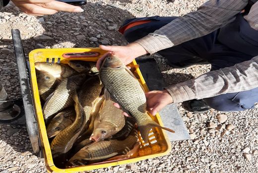 صید ماهی گرمابی از استخرهای دو منظوره ذخیره آب کشاورزی بشرویه