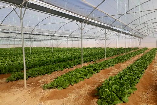 رشد 400 درصدی مساحت گلخانه‌های استان آذربایجان شرقی  در طول 7 سال گذشته