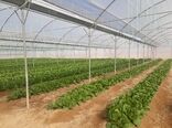 ایجاد 131 گلخانه جدیدالاحداث در استان تهران در سال جاری