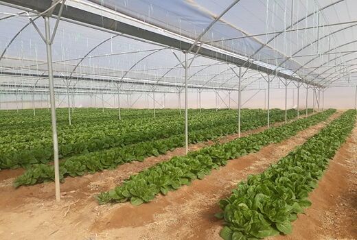 رشد 400 درصدی مساحت گلخانه‌های استان آذربایجان شرقی  در طول 7 سال گذشته