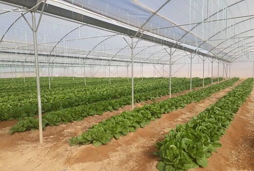 ایجاد 131 گلخانه جدیدالاحداث در استان تهران در سال جاری