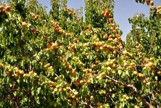 پیش بینی تولید 25 هزارتن زردآلو در فارس