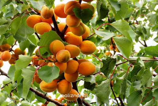 24 هزارتن زردآلو در فارس تولید شد