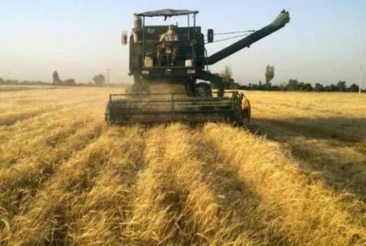 آغاز  برداشت جو از مزارع کشاورزی استان قزوین 