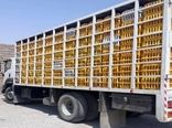 ۳ دستگاه کامیونت حامل مرغ‌های زنده قاچاق در قزوین توقیف شد