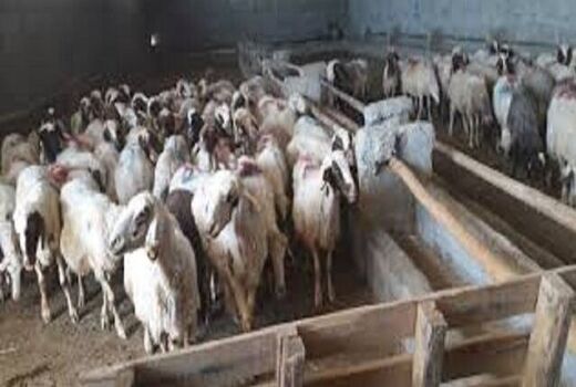 تکمیل 62 مجتمع دامپروری عشایری در شیروان