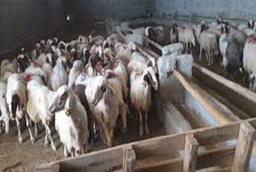 تکمیل 62 مجتمع دامپروری عشایری در شیروان
