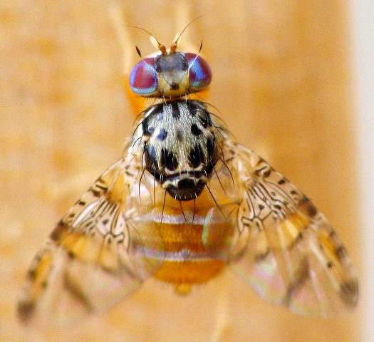 کنترل آفت خطرناک مگس میوه مدیترانه‌ای در بخش دهبکری شهرستان بم