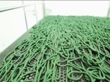 تولید 6 هزار و 100 کیلوگرم خمیر جلبک اسپیرولینا در فارس