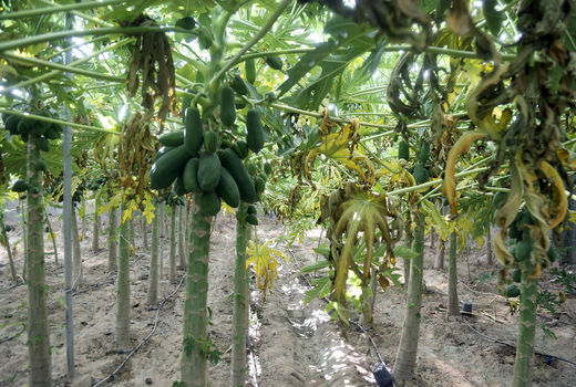 محصولات گرمسیری در گلخانه‌ها در حال توسعه است