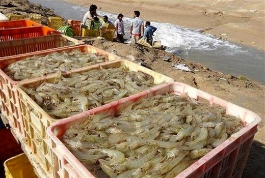۲۳ هزار و ۶۰۸ تن میگوی پرورشی در استان بوشهر تولید شد
