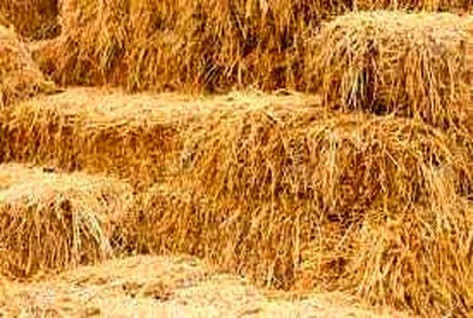 تعیین ماهیت و صادرات بیش از ۲۷ هزار تن کاه حبوبات از بنادر آبادان 