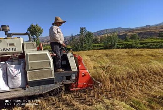 آغاز برداشت برنج از ۳۸۰۰ هکتار از شالیزارهای شهرستان قزوین
