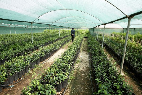 رشد ۲ برابری فضای گلخانه‌ای‌ در چهارمحال‌وبختیاری