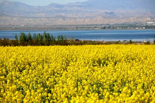 نیمی از کلزای آذربایجان‌غربی در پلدشت تولید می‌شود