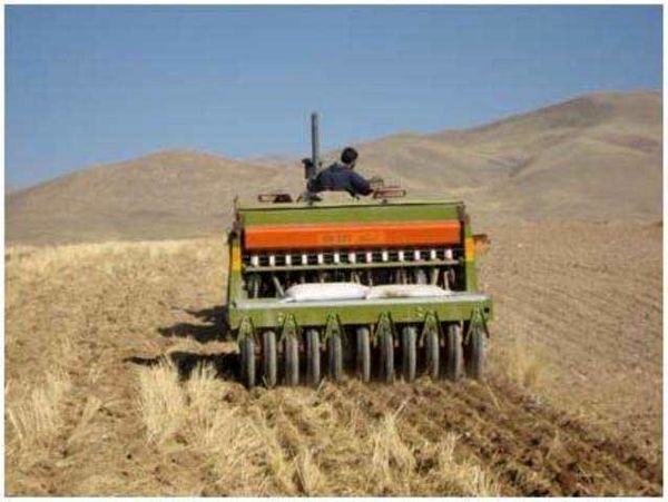 گندمکاران دیم  از کود اوره استفاده کنند