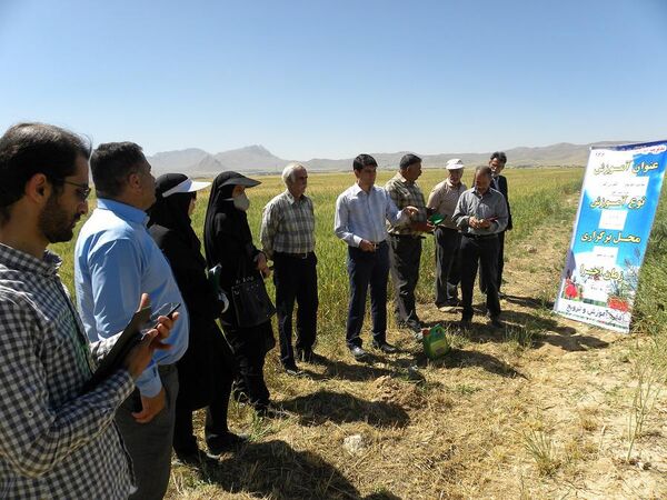 آموزش کلزاکاران شهرستان شهرکرد در قالب مدرسه در مزرعه
