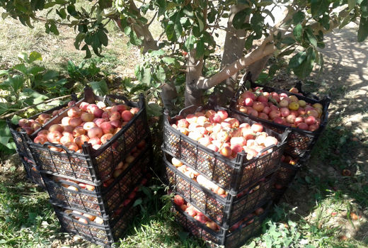 تبریز‌ی‌ها ششمین باغداران کشور 