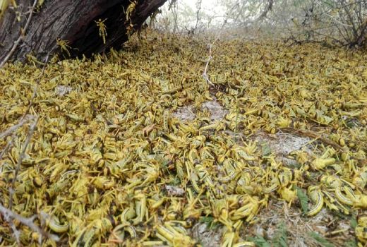 موج جدید حمله ملخ های صحرایی به ایران در مهرماه