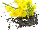 کاهش وابستگی به واردات/ تولید بذرهای هیبرید داخلی کلزا آغاز شد