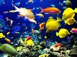 افزایش 3میلیون قطعه ای تولید ماهیان زینتی استان تهران درسال جهش تولید