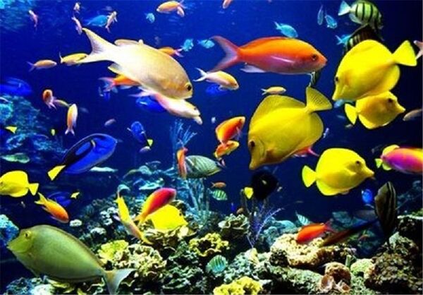 افزایش 3میلیون قطعه ای تولید ماهیان زینتی استان تهران درسال جهش تولید