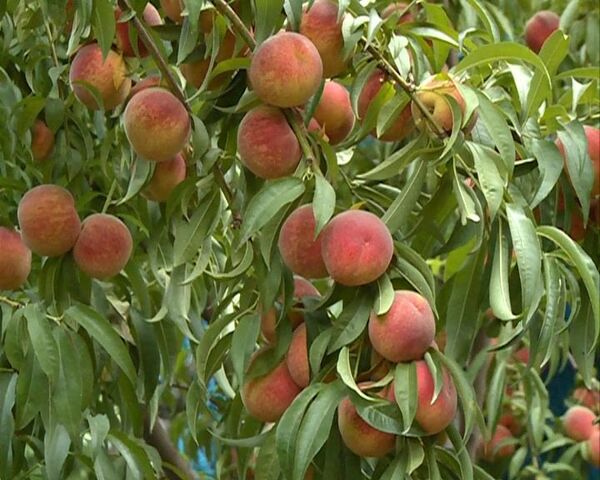 برداشت هلو و شلیل از باغهای استان قزوین آغاز شد 