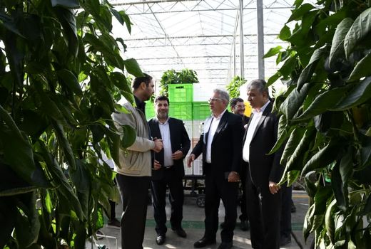 مجموعه گلخانه‌ای ارس تارلا در جلفا 