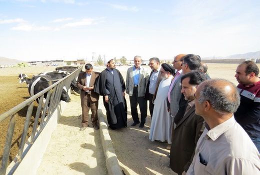 روزانه ۴۲۰ تن شیرخام از یزد در دیگر استان‌ها عرضه می‌شود