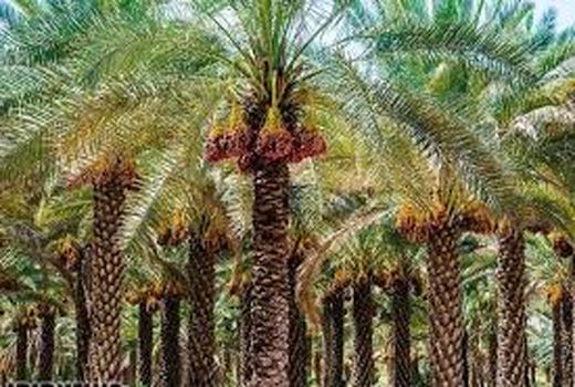 برداشت 77 هزار تن خرما از نخیلات خوزستان