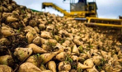 تولید بیش از ۶۹ هزار تن چغندرقند در مزارع مرودشت 