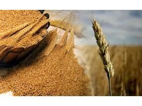 خرید تضمینی 4500 هزار تن گندم از کشاورزان جویباری