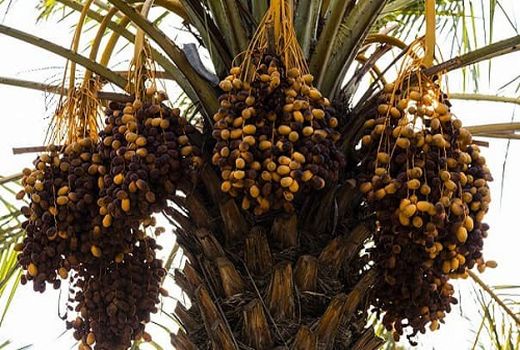 پیش بینی تولید 8 هزار تن خرما در داراب