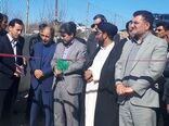 طرح پرواربندی گوساله ۱۰۰ راسی در روستای سیاهپوش شهرستان سلسله به بهره برداری رسید.