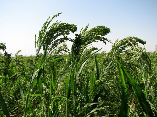 برداشت ارزن از 21 هکتار از مزارع کشاورزی شهرستان البرز 