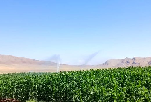 برداشت بیش از ۲۸۰۰ تن ذرت علوفه‌ای در شهرستان جلفا