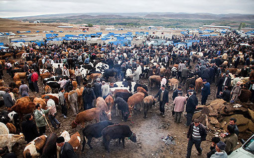 پیش بینی آرامش بازار مواد پروتئینی در شهرستان اهر در ایام نوروز 1399  