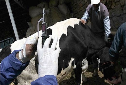 بیش از ۹ هزار راس دام در دشتستان واکسینه شدند