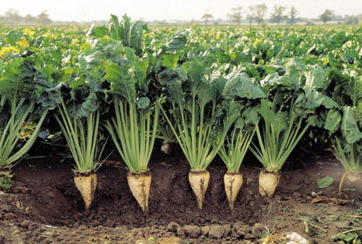 زمین‌های جهرم برای اولین بار میزبان چغندرقند شدند