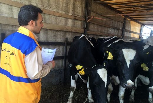 ضرورت تعامل بیشتر برای اجرای طرح هویت‌گذاری دام