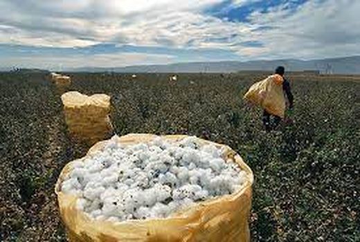 پیش بینی برداشت 27 هزار تن وش پنبه از مزارع خراسان شمالی