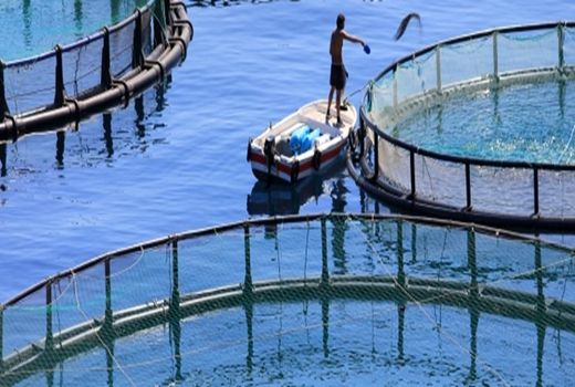 7 هزار تن انواع آبزیان از کردستان صادر شد/۲۰ درصد صادرات استان مربوط به شیلات است