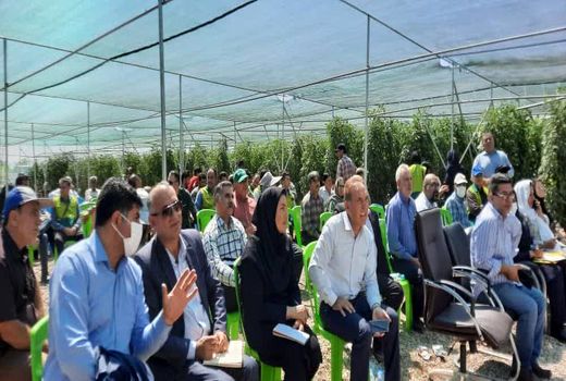 برگزاری نشست بررسی وضعیت گوجه فرنگی و هزینه تولید آن در استان قزوین